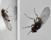 Drosophila subobscura